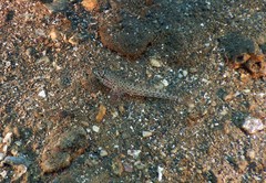 Gobius incognitus