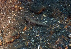 Gobius incognitus