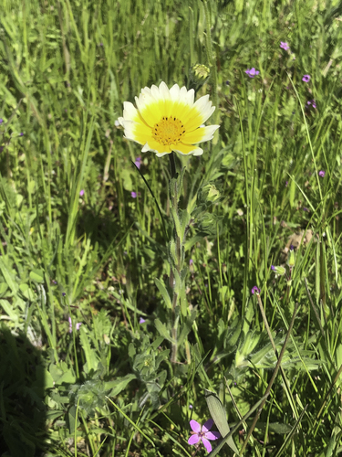 Layia platyglossa