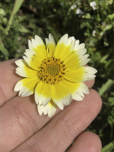 Layia platyglossa