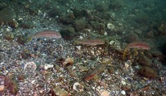 Mullus barbatus