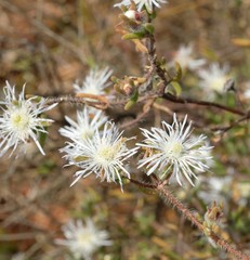 Drosanthemum calycinum