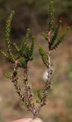 Erica inaequalis