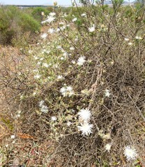 Drosanthemum calycinum
