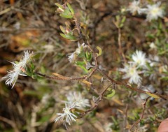 Drosanthemum calycinum