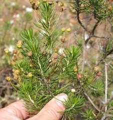Euryops thunbergii