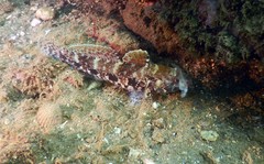 Gobius cruentatus