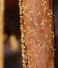 Lachnum pteridophyllum