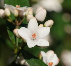 Philotheca myoporoides