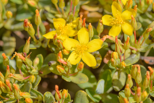 Hypericum scopulorum image