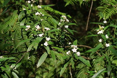Philotheca myoporoides