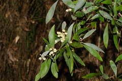 Acacia frigescens