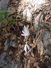 Colchicum troodi