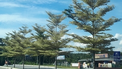 Terminalia molinetii