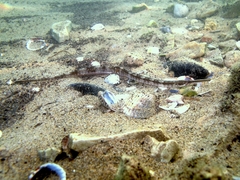 Darkflank Pipefish photo 5
