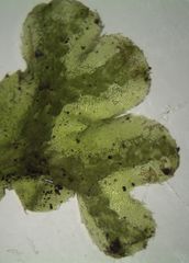 Symphyogyna hymenophyllum