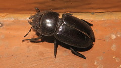 Dorcus