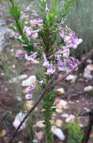Image of Freylinia decurrens by no rights reserved