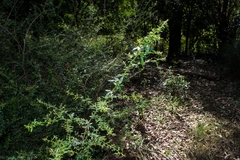 Pedleya acanthoclada