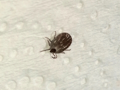 Haemaphysalis longicornis