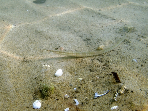 Adriatic pipefish (Syngnathus taenionotus) — Syngnathidae — 4