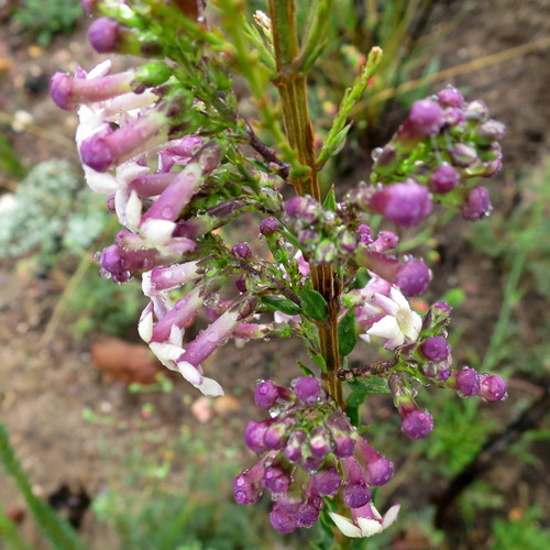 Image of Freylinia decurrens by no rights reserved