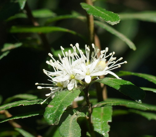 How to identify Leionema bilobum (Lindl.) Paul G.Wilson