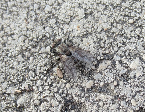 Campylocheta fuscinervis