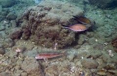 Mullus barbatus