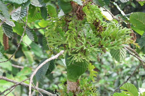 Image of Platycerium ridleyi by (c) 呂一起(Lu i-chi), some rights reserved (CC BY)
