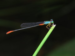 Ceriagrion cerinorubellum