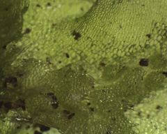 Symphyogyna hymenophyllum