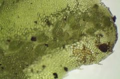 Symphyogyna hymenophyllum