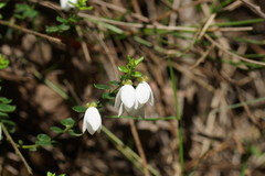 Tetratheca ciliata
