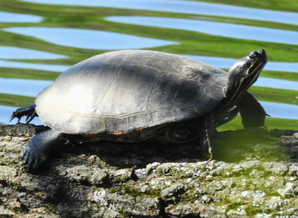 Northern Red-bellied Cooter from Greenbelt, MD, USA on April 18, 2023 ...