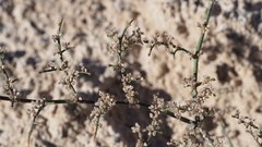 Eriogonum deflexum deflexum