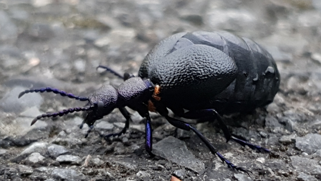 Parasitus coleoptratorum