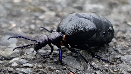 Parasitus coleoptratorum