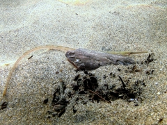 Darkflank Pipefish photo 4