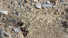 Eriogonum deflexum deflexum