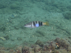 Serranus scriba