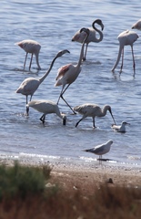Phoenicopterus roseus