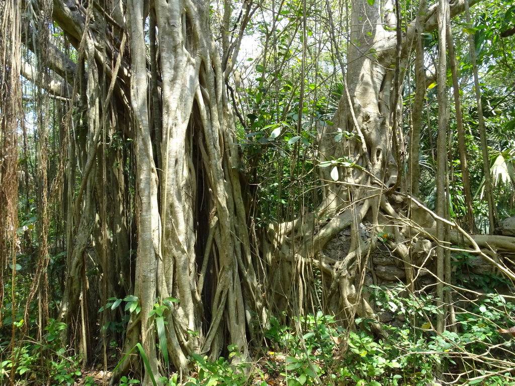 Ficus crassinervia from Municipio de Carmen, Camp., México on March 14 ...