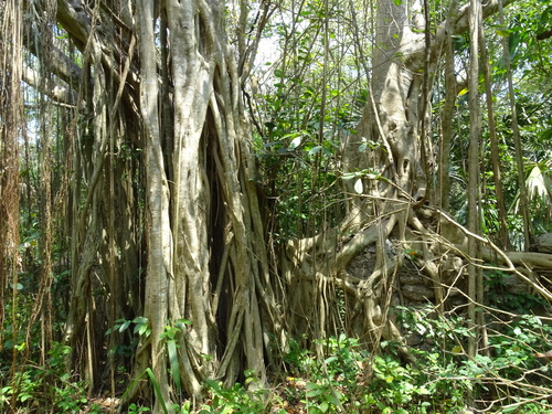 Ficus hirsuta observed 2023-03-14