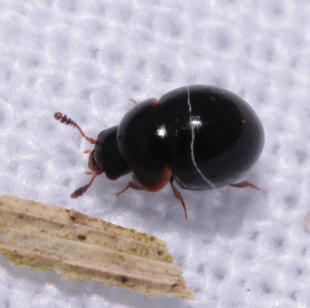 Agathidium marginatum