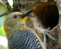 Melanerpes pygmaeus