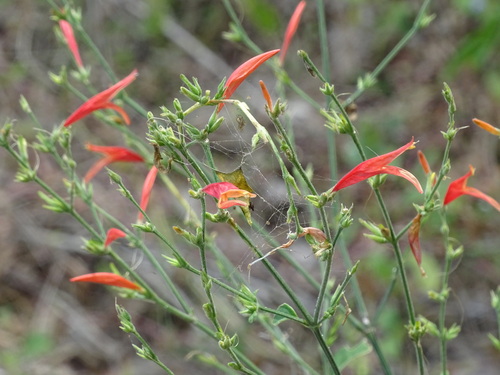 Image of Dicliptera sexangularis by (c) Alexis López Hernández, some rights reserved (CC BY)