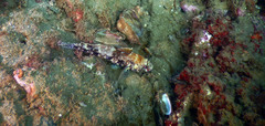 Gobius cruentatus