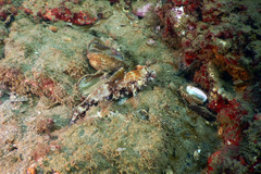 Gobius cruentatus