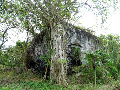 Ficus hirsuta observed 2023-03-14